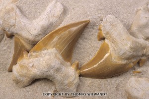 MOR-0008_fossil-shark-teeth.jpg